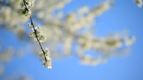Blooming white cherry flowers Vídeos de archivo 62561857