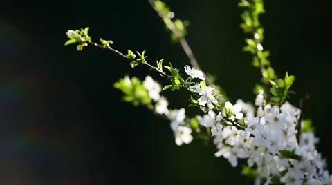 Blooming white cherry flowers Video stock 62561860
