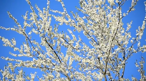 Blooming white cherry flowers Stock Footage 62561864