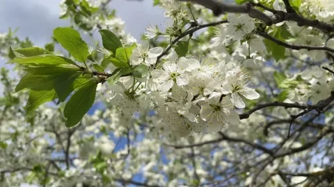 Blooming white cherry or plum on a blurry background, Video stock 238819355