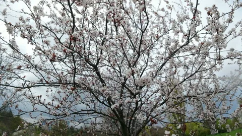 Blooming White Cherry Plum Tree Prunus Cerasifera In Spring Park Video stock 333765497