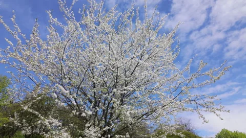 Blooming White Cherry Plum Tree In Sunny Spring Park Forward Movement Stock Footage 345582379