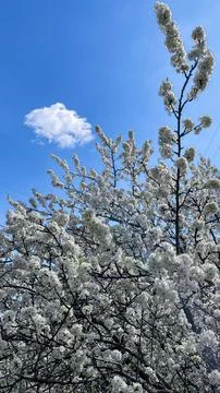 Blooming white cherry plum tree branches against bright blue sky 스톡 사진