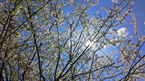 Blooming White Cherry Plum Trees In Sunny Spring Park Forward Movement 库存影片 336243868
