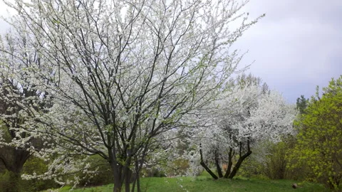 Blooming White Cherry Plum Trees In Spring Park On Grassy Hill Stock Footage 340631910