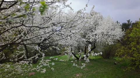 Blooming White Cherry Plum Trees In Spring Park On Grassy Hill 動画素材 342594718