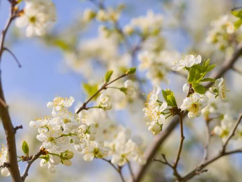 Blooming white cherry in spring day, sunlight, Macro Stock Photos