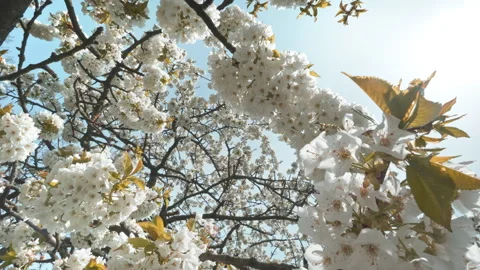 Blooming white cherry tree blowing in the wind and the shining sun. Stock Footage 272772029