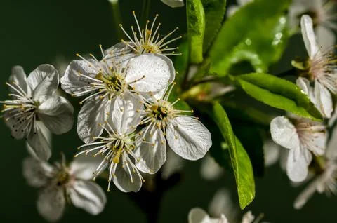 Blooming white cherry tree flowers on a green background Foto stock