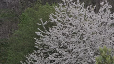 Blooming White Cherry Tree in Spring - Mirabelle Plum Tree in Full Blossom Vídeos de archivo 332849479