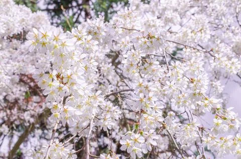 Blooming white cherry tree in spring. Stock Photos