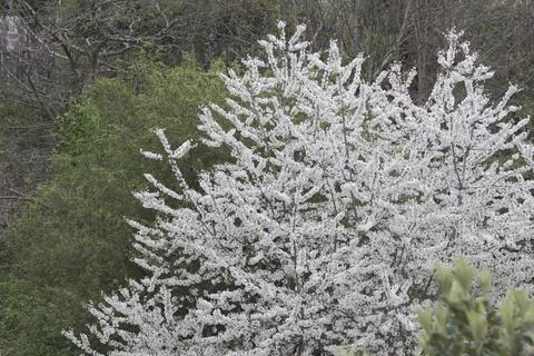 Blooming White Cherry Tree in Spring - Mirabelle Plum Tree in Full Blossom Foto stock