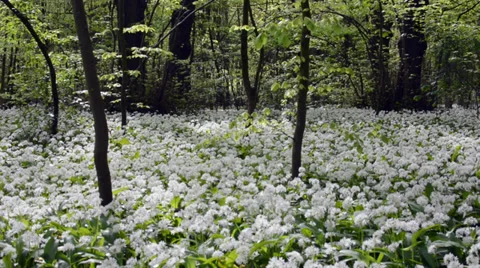 Blooming white chives in a spring forest Stock Footage 37558053