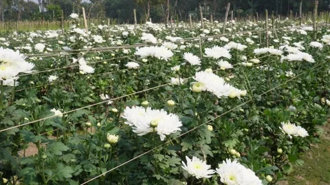 Blooming White Chrysanthemum Vidéo 332590547