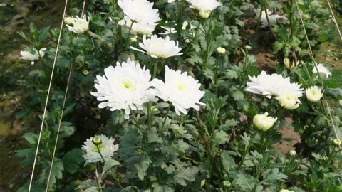 Blooming White Chrysanthemum Vidéo 332590645