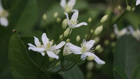 Blooming white clematis on the garden. Summer composition. Stock Footage 198451122