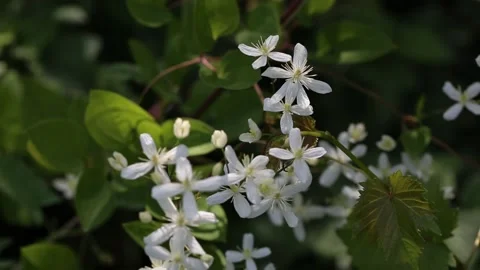 Blooming white clematis on the garden. Summer composition. Stock Footage 199606487
