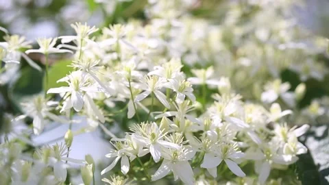 Blooming white clematis on the garden. Summer composition. Stock Footage 199606496