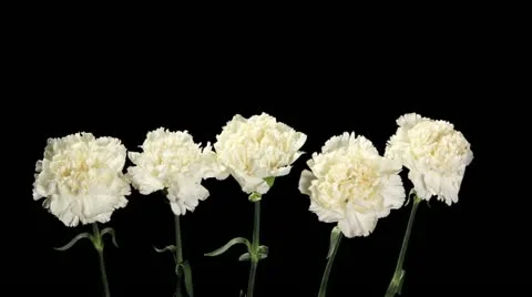 Blooming white cloves on the black background, timelapse  Stock Footage 18387817