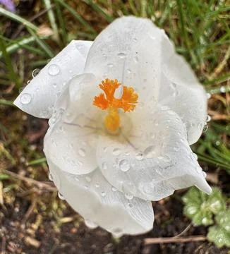 Blooming White Crocus with Dew Stock Photos