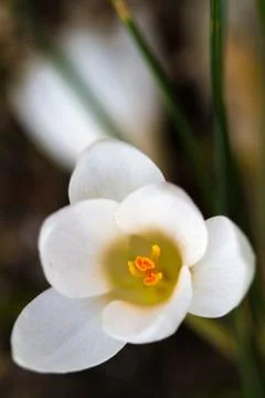 Blooming white Crocus (lat. Crocus) with green background Foto stock
