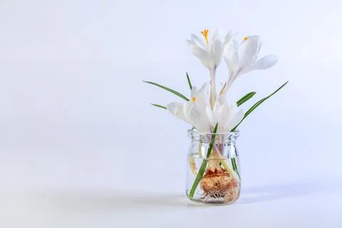 Blooming white crocus. Stock Photos