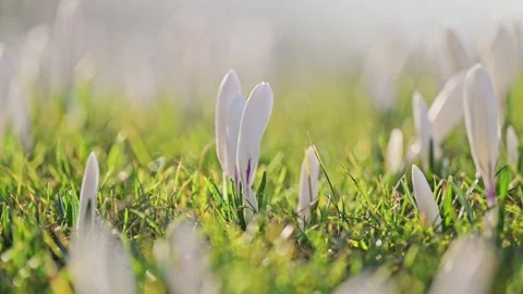 Blooming white crocuses sway gently in spring breeze on green grass under sunny Stock Footage 297900556