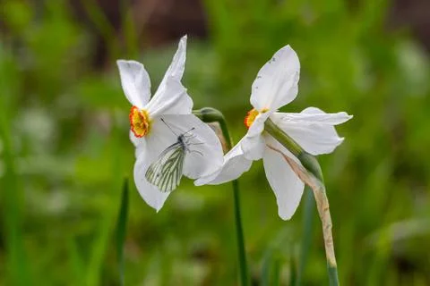 Blooming white daffodils close-up Stock Photos