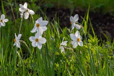 Blooming white daffodils in spring Foto stock