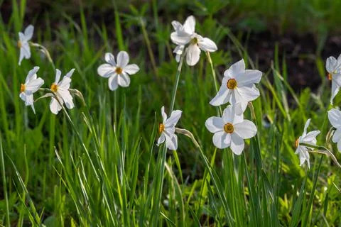 Blooming white daffodils in spring Stock Photos