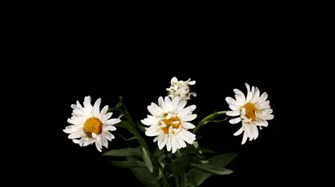 Blooming white daisies on the black background (Leucanthemum) timelapse Stock Footage 11217098
