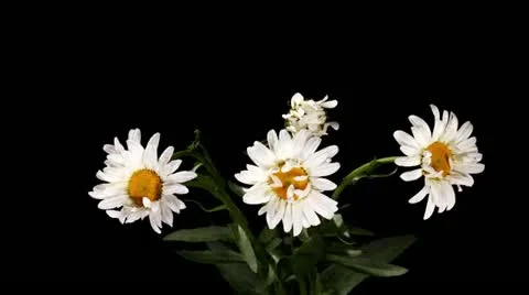 Blooming white daisies on the black background (Leucanthemum) timelapse Stock Footage 20436232
