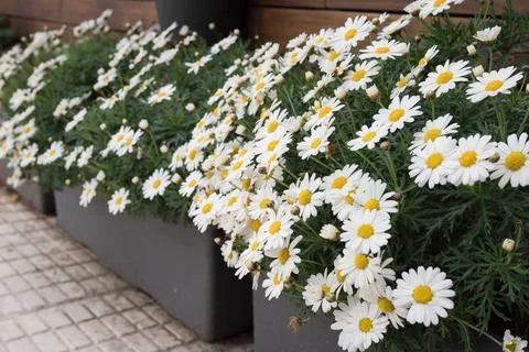 Blooming white daisies in modern rectangular planters outdoors 스톡 사진