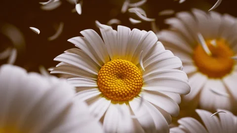 Blooming white daisies in a smooth, calming 3D looping animation. Video stock 335578955