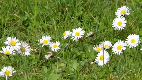 Blooming white daisies, wild spring flowers Stock Footage 238466729