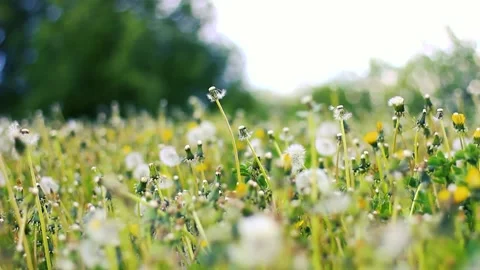 Blooming white dandelions on the field on windy day Stock Footage 160108816