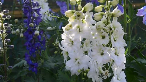 Blooming white delphinium Stock Footage 143259006