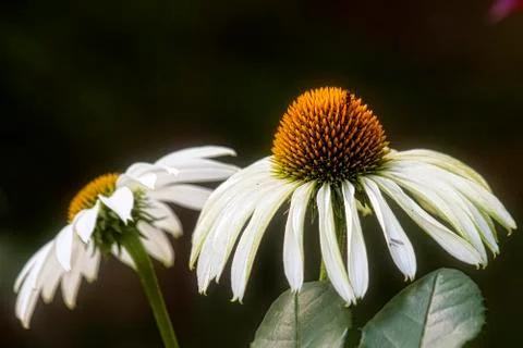 Blooming white echinacea Фото