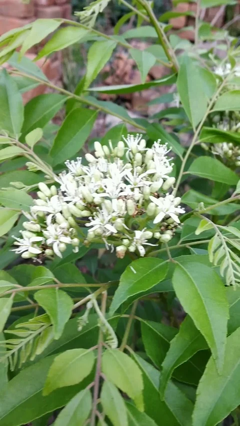 Blooming white flower Video stock 126339128