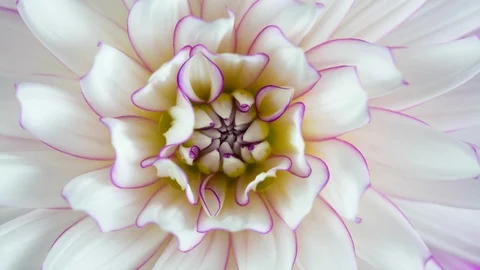 Blooming White Flower Macro Closeup. Studio Isolated Pink and White Dahlia Stock Footage 111400940