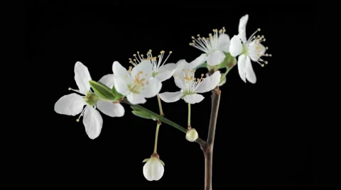 Blooming white flower on tree 4k Video stock 69214654