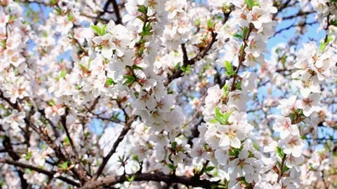 Blooming white flowers of a Cherry tree sway in the wind, blue clear sky. Stock Footage 236476665