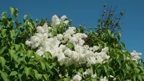 Blooming white flowers dance in the summer breeze under a clear sky Video stock 334666357