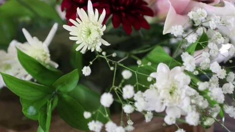 Blooming white flowers Stock-Footage 118811649