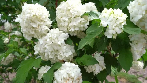 Blooming with white flowers Stock Footage 196158439