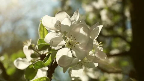 Blooming white flowers of a fruit tree in the garden.  Stock Footage 106111453