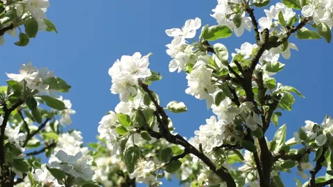 Blooming white flowers of a fruit tree in the garden.  Stock Footage 106111465