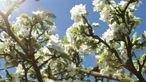 Blooming white flowers of a fruit tree in the garden.  Stock Footage 106111479