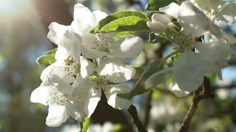 Blooming white flowers of a fruit tree in the garden.  Stock Footage 106111496