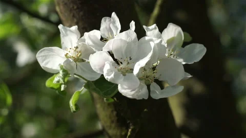 Blooming white flowers of a fruit tree in the garden.  Stock Footage 106111522